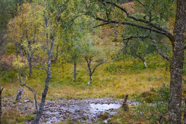 Can Rewilding Help Stop the Spread of Wildfires?