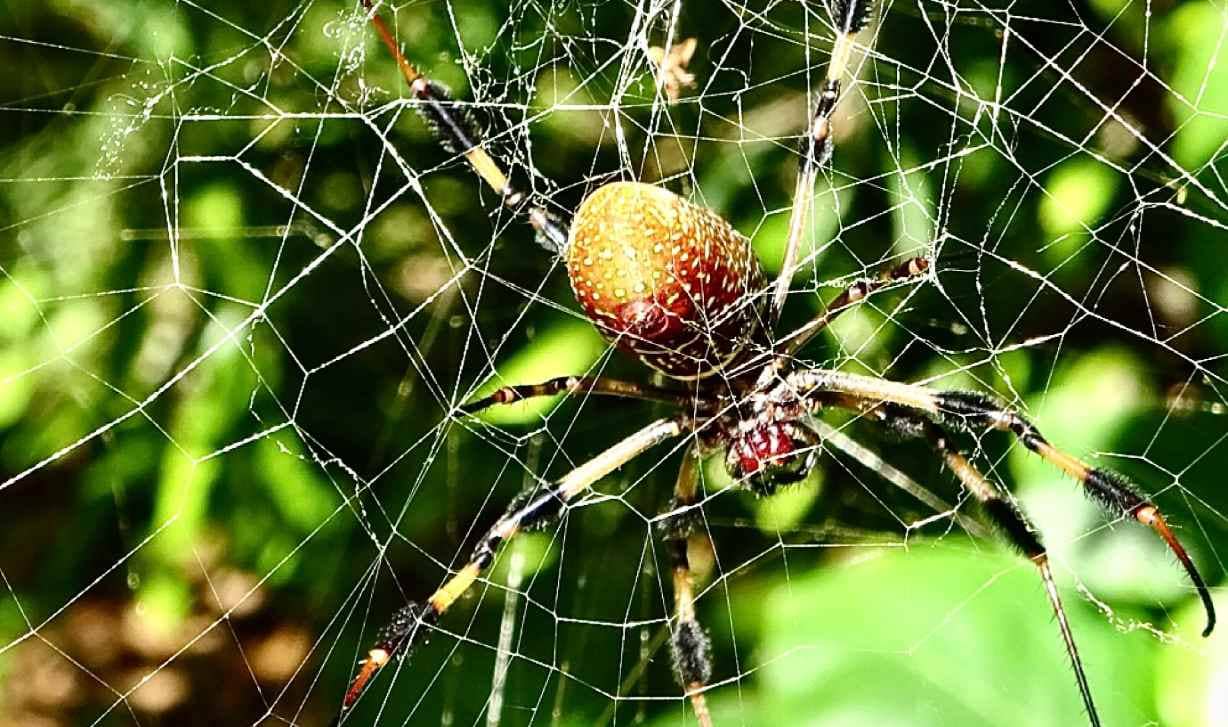 Golden orb-web spiders may be the key to healing nerve injuries.
