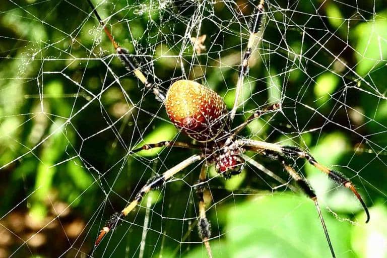 Can Spider Silk Help Nerves Regenerate?