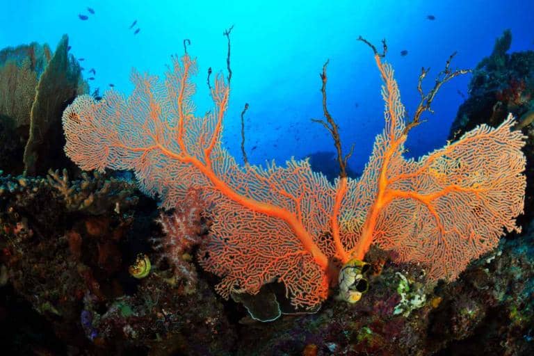 Indonesian Women Pooling Their Efforts to Protect Valued Coral Reefs