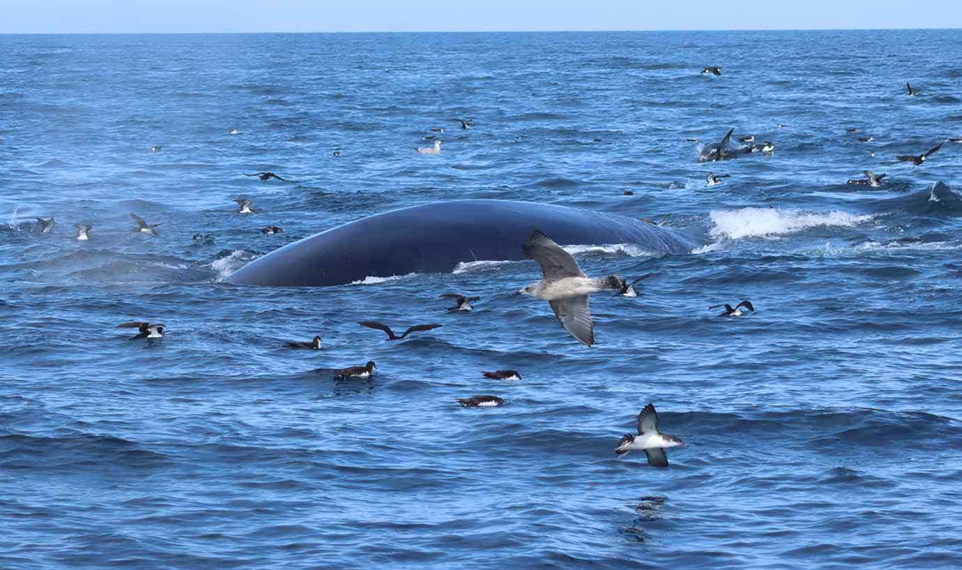 Fin whales.