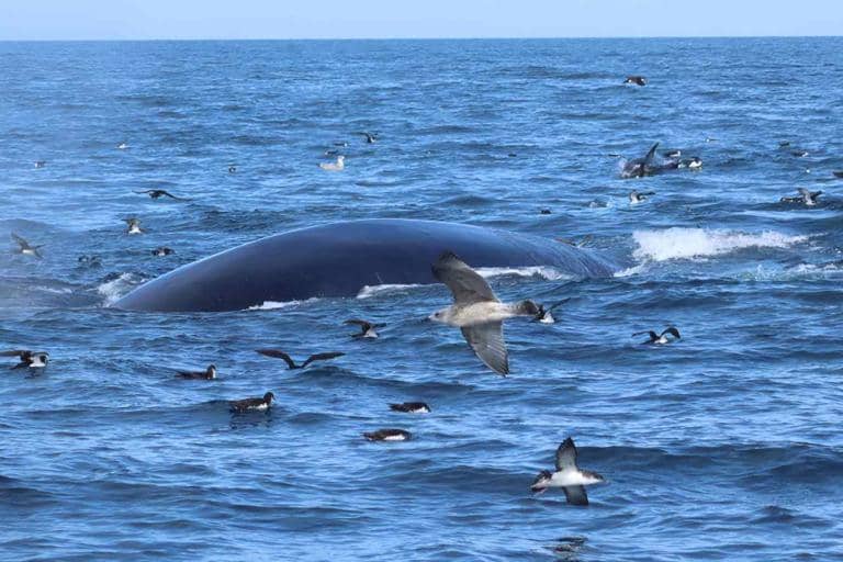 Dozens of Whales Spotted off New York Coast