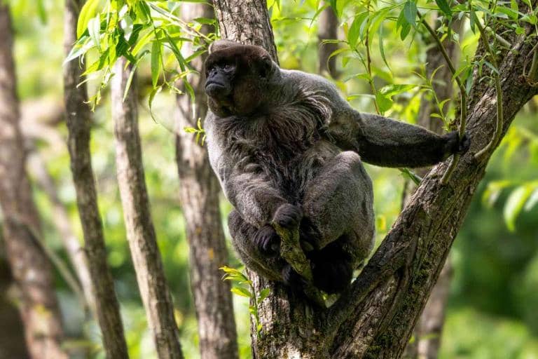 Rainforests are Recovering Faster Than Expected