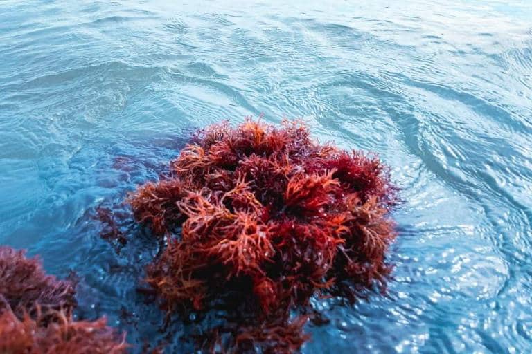 The Rise and Rise of Macroalgae Seaweed in Brazil