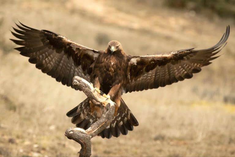 Golden Eagles are returning to England