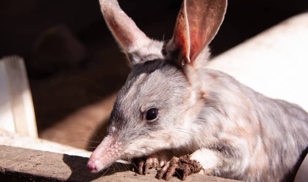 An adorable bilby portrait.