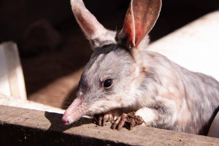 Cute Australian Marsupials Reintroduced to Queensland Outback