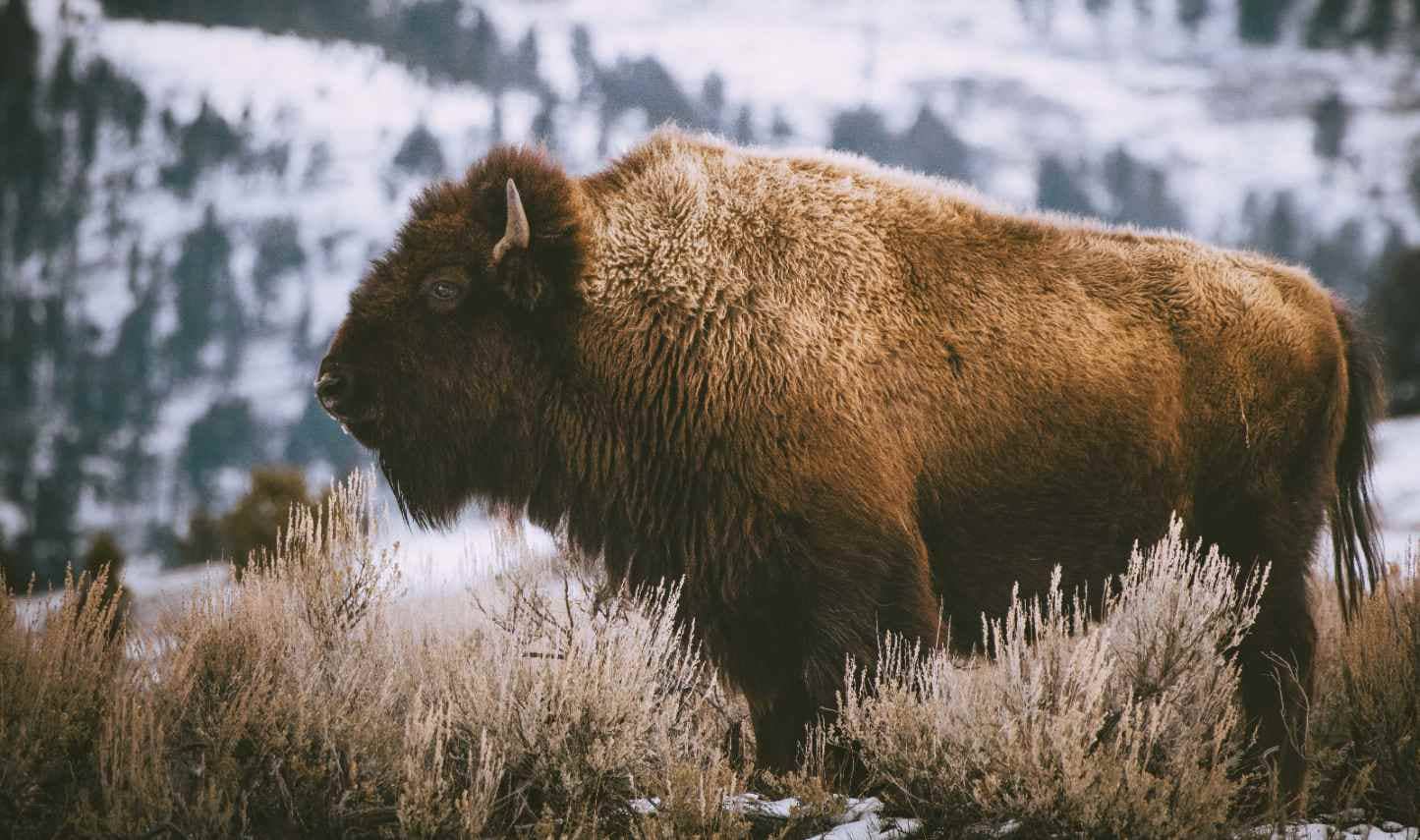 A bison in Yellowstone Park.