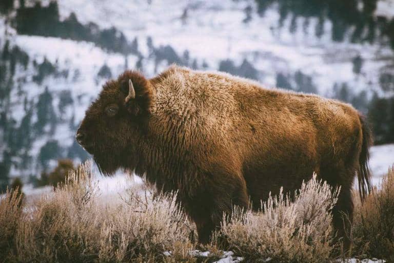 Bison are Renewing Yellowstone’s Landscape