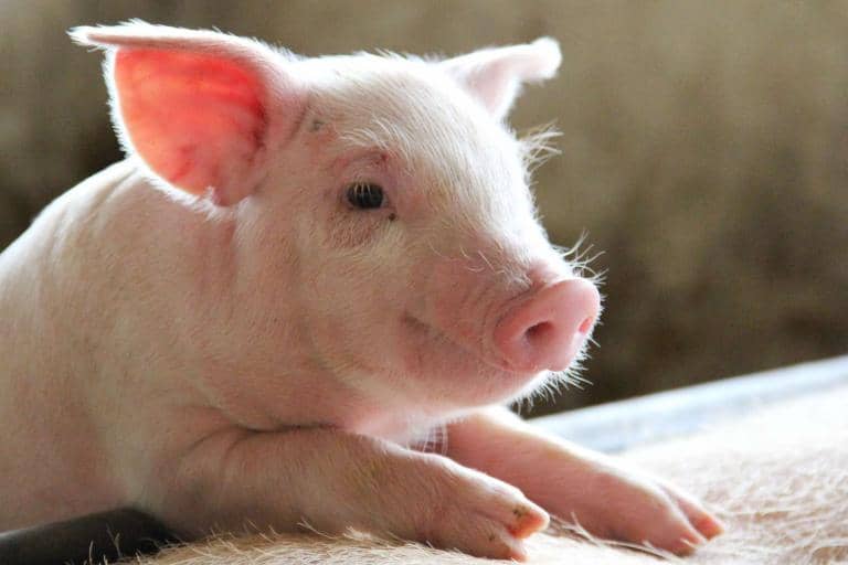 This Mini Pig Helps Fight Homelessness