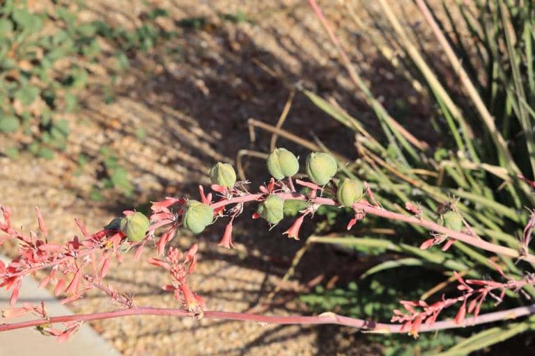 This Desert Plant Could Replace Wood Pulp in Paper Products