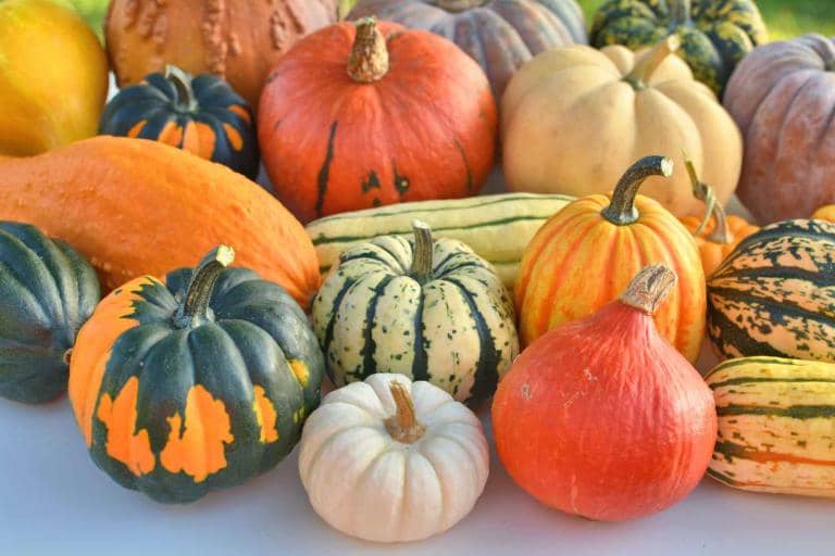 7 Healthy Winter Squash to Try This Fall Season