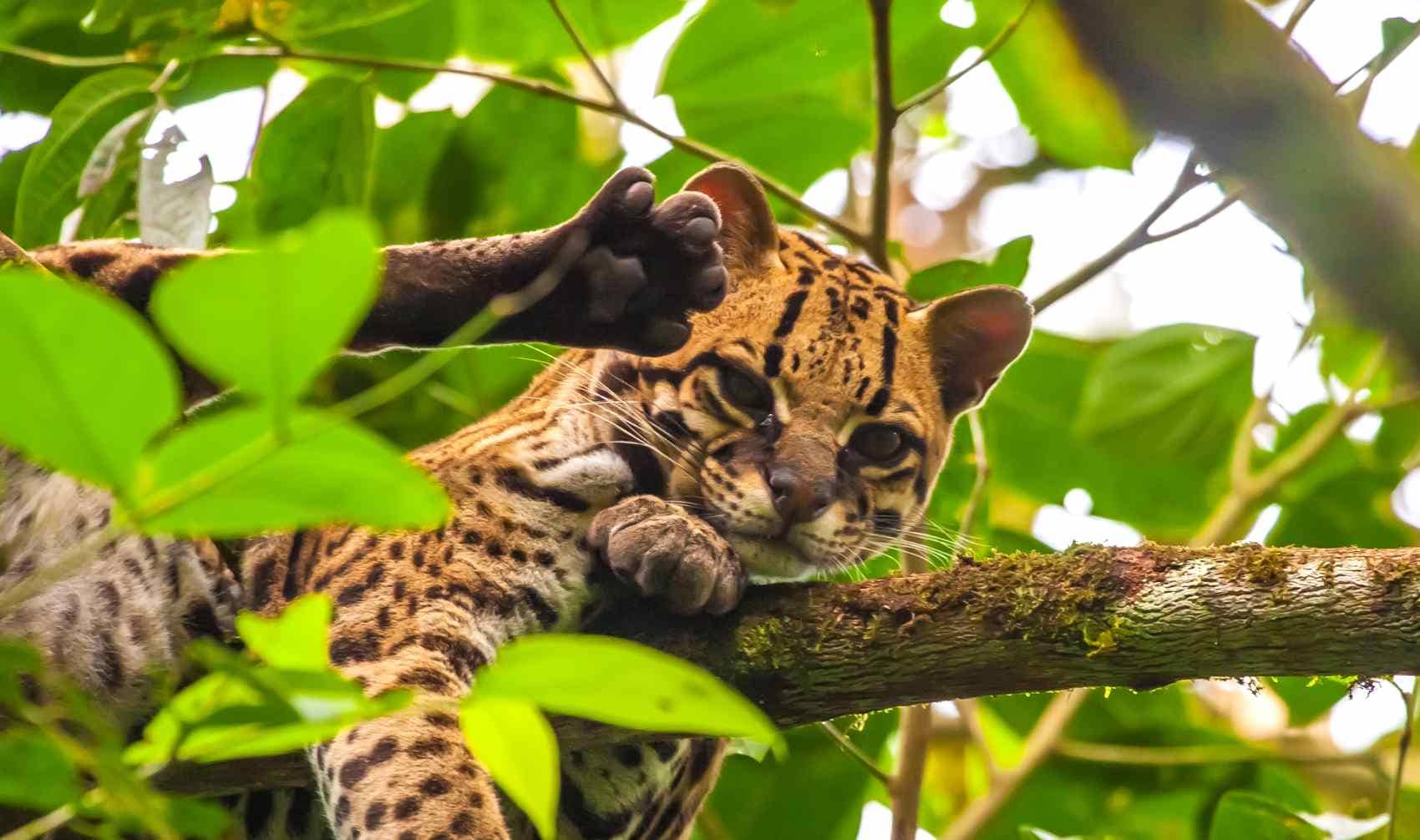 Small tiger cat living in the Amazon.