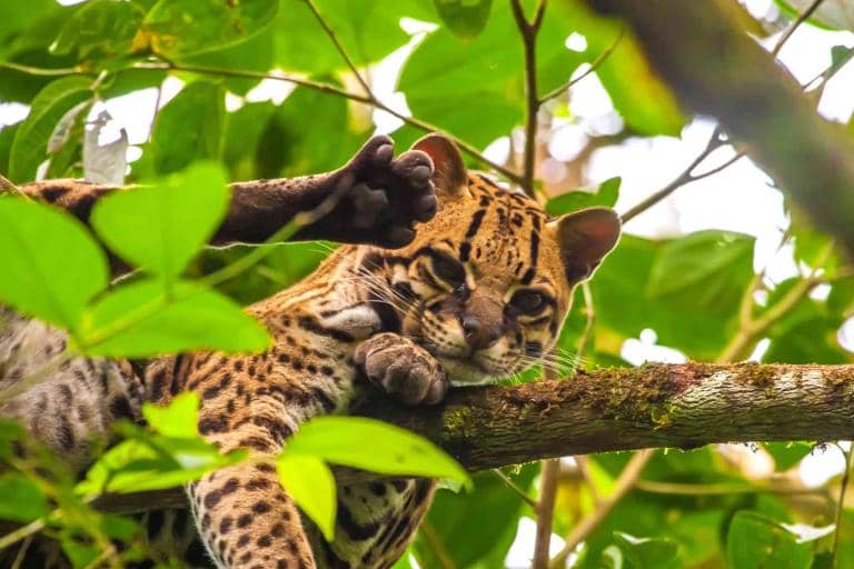 Biologists Discover Tiny Wild Cat Species