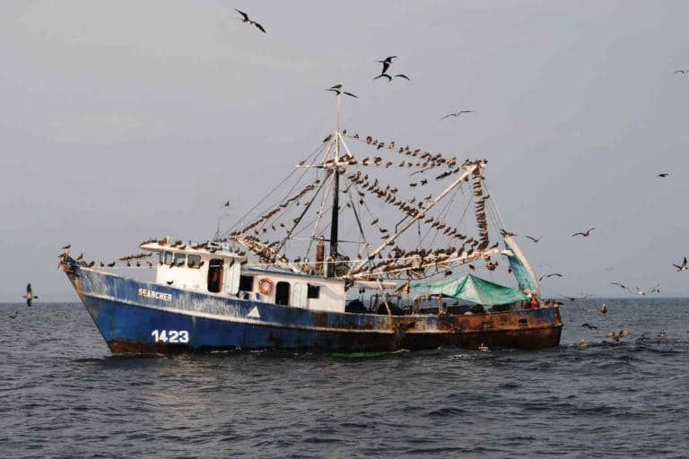 Floating Scarecrows are Saving Seabirds