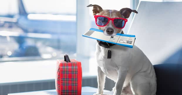 Jet Blue Flight Attendants Rescue a French Bulldog Mid Air