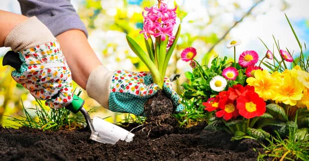 The Ultimate Beginner’s Guide to Starting a Garden