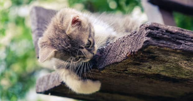 Abandoned Cats Have a Friend For Life in Willie Ortiz