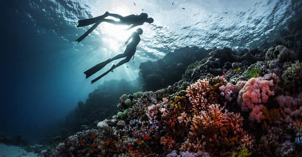 8 Countries Are Partnering Up to Save Red Sea Coral Reefs