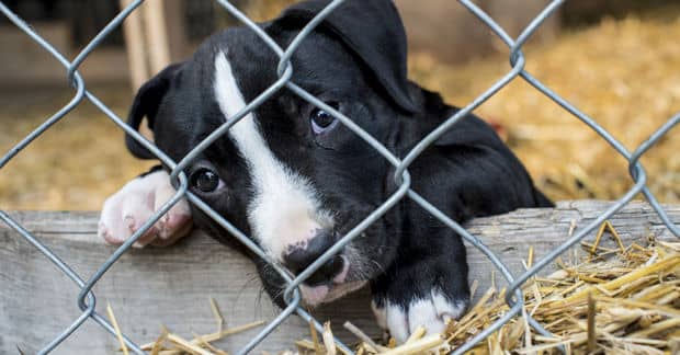 4 Organizations That Rescue Shelter Dogs to be Service Animals