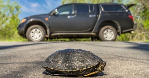 City has Turtle Crossing Signs Thanks to 2nd Grader’s letter to Mayor
