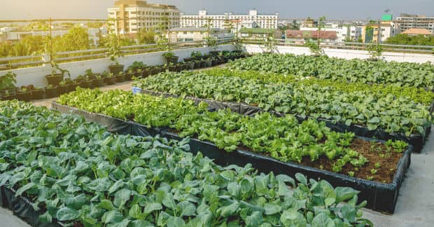The World’s Largest Rooftop Urban Farm is Being Built in Paris