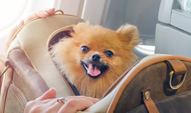 Southwest Airlines Saved Dozens of Pets From Flooded Houston
