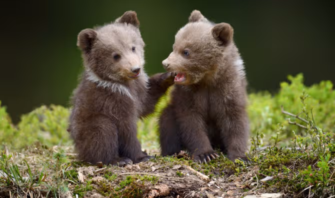Bear cubs