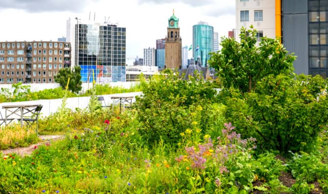 A Huge Rooftop Garden is Breaking Records in the Netherlands