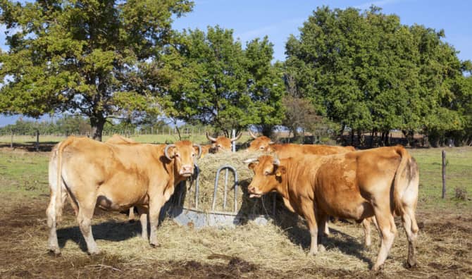Garlic Fed Cows Burp Less and Give More Milk