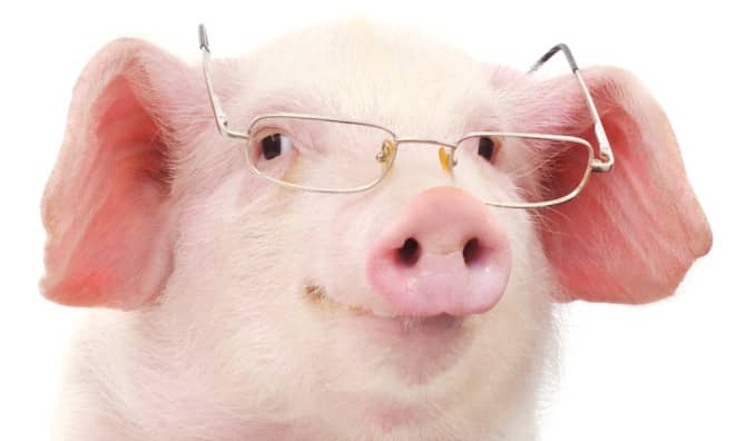 Yes, Pigs Can Play Video Games!