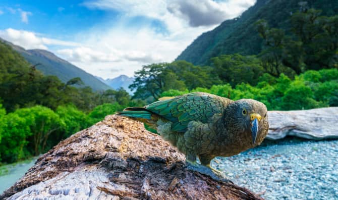 Meet the Parrot With an Ingenious Solution for a Broken Beak