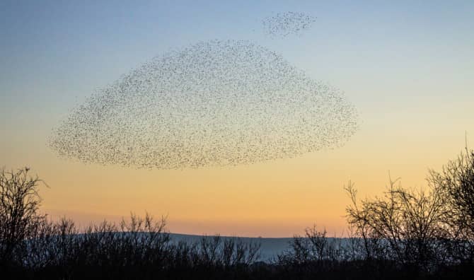 These Birds Create Stunning Natural Patterns in the Sky