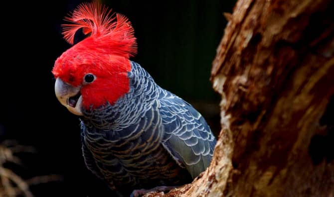 Bird Sounds Soar Above Holiday Classics in the Pop Music Charts!