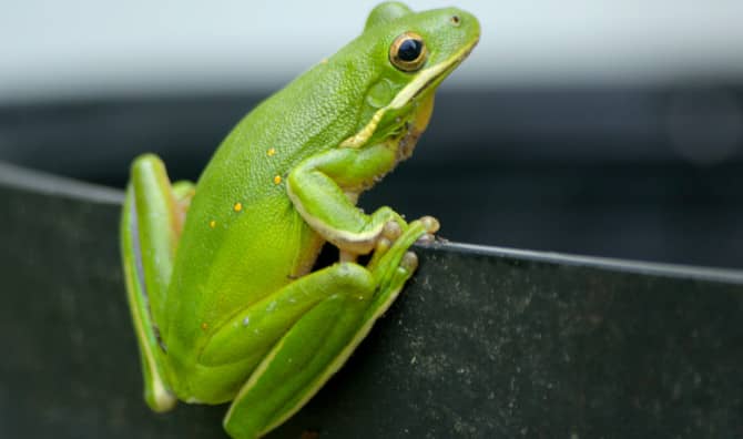 Cute ‘Stowaway’ Frog Found in a Lettuce Container Becomes a Pet!