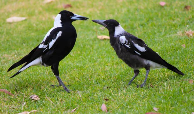 Magpies Outwit Scientists by Helping Each Other