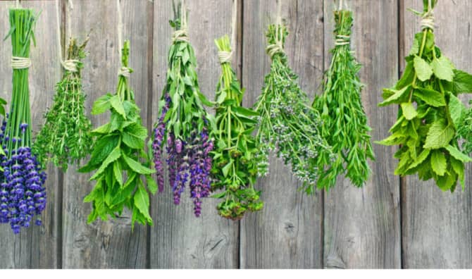 Learn How to Dry and Store Fresh Herbs