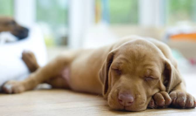 Adorable Sleeping Puppy Inspires Viewers to Find Forever Homes for Dogs