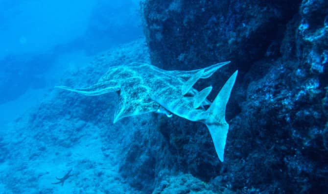 Sharks Thrive in the Heart of a Popular Vacation Hub