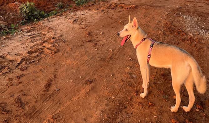 Providing Hope to Dogs from Israel’s Border Towns
