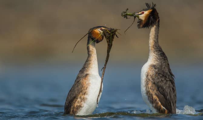New Zealand’s Pūteketeke Crowned the ‘Bird of the Century’