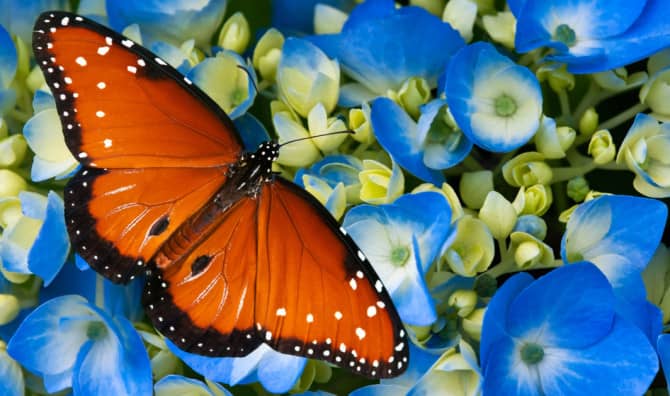 Hundreds of Rare Butterflies are Being Released in California