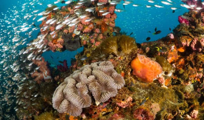 Studying Artificial Reefs Helps Scientists Understand the Ocean