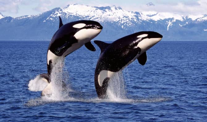 New Projects Use AI to Teach Humans How to Speak Whale