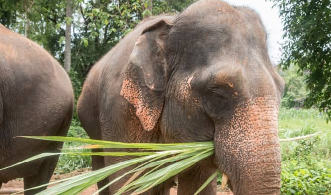 Pianist Uses Classical Music to Calm Elephants