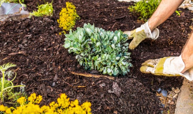 Mulching 101: The Essential Guide to Enhancing Your Garden