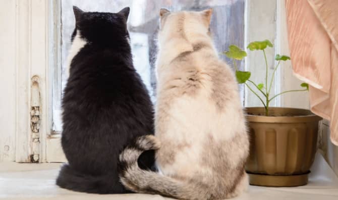 The Rise of Cat Tours: A Purr-fectly Quirky New Trend