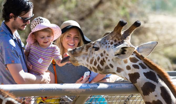 New Israeli Interactive Zoo Allows Visitors to Experience How Animals’ Move and Act