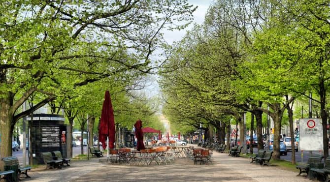 Giving Urban Trees Some TLC