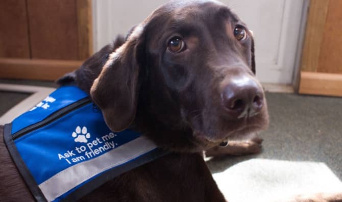 Furry Pets Help Calm Travelers in Istanbul Airport